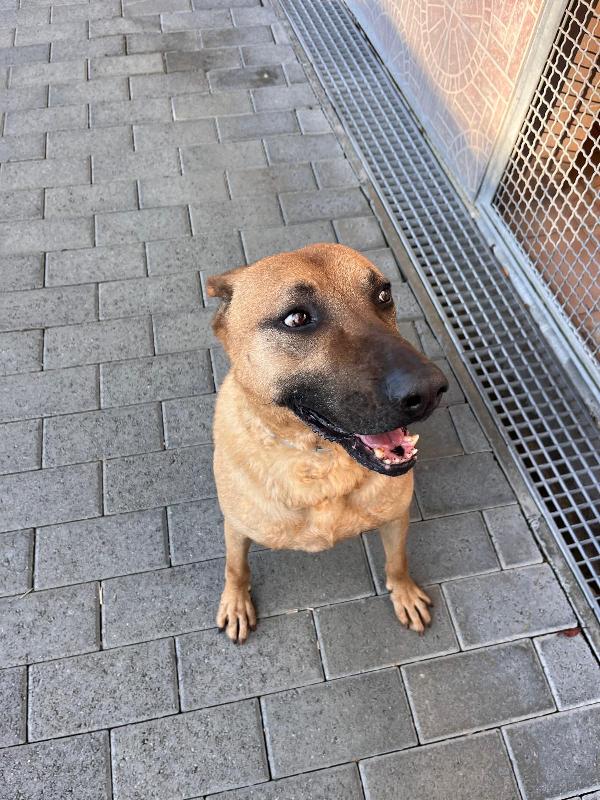 ARGO STA INVECCHIANDO IN CANILE Foto 4